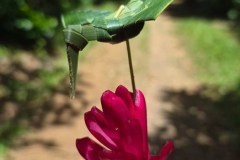 IMG-20260512-WA0000-1